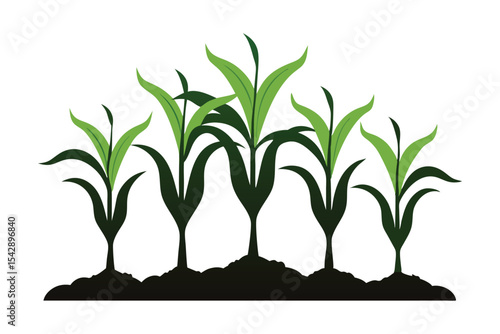 corn seedlings thriving in fertile soil silhouette on white background