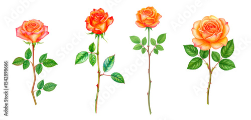Vibrant roses in various stages, showcasing beauty and elegance for floral designs.