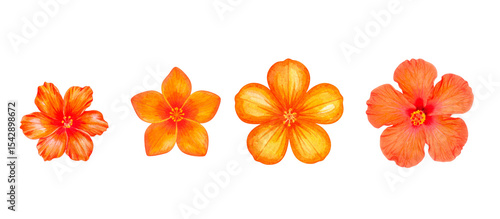 A collection of vibrant orange flowers in various sizes, showcasing nature's beauty.