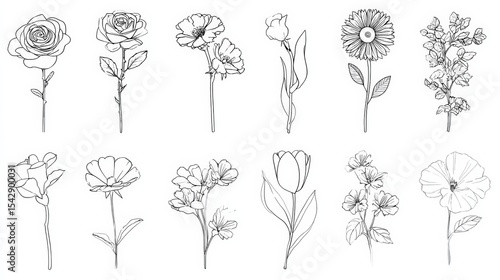 Single flower doodles drawing vector illustration. Spring flower outline set including a rose, sunflower daisy, hibiscus, peony, camellia, morning glory, etc.