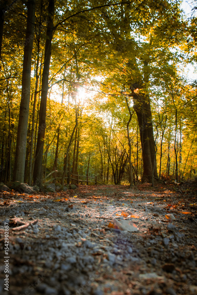 Fototapeta premium autumn in the woods