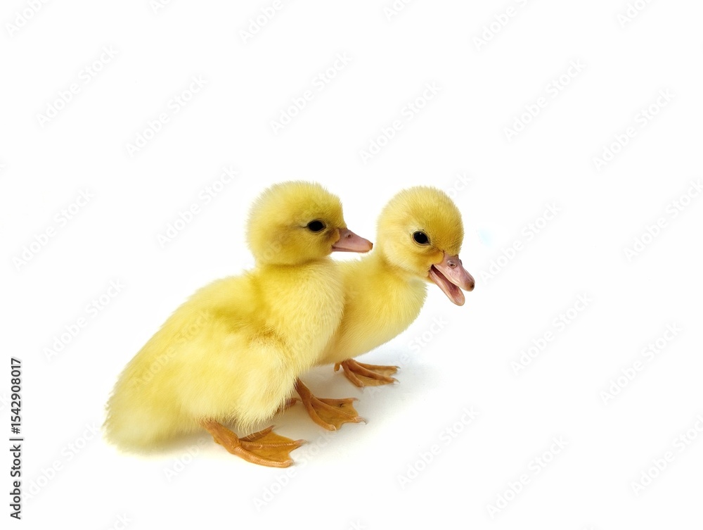 Two cute yellow ducklings isolated on white background Two cute yellow ducklings isolated on white background