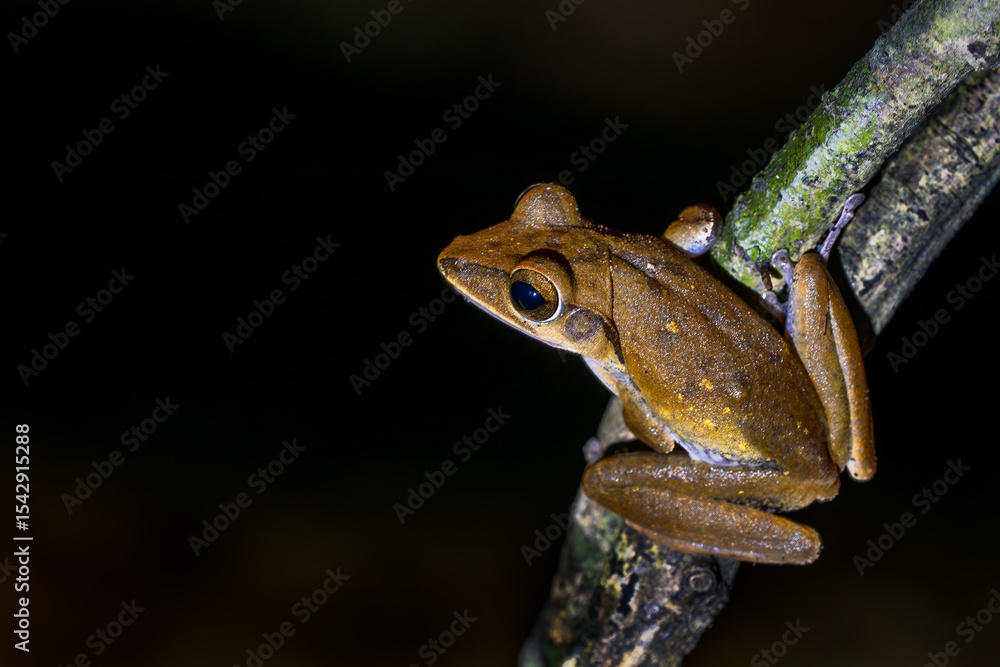 Obraz premium Hong Kong Whipping Frog - Polypedates megacephalus, beautiful shrub frog from Asian forests and bushes, Vietnam.