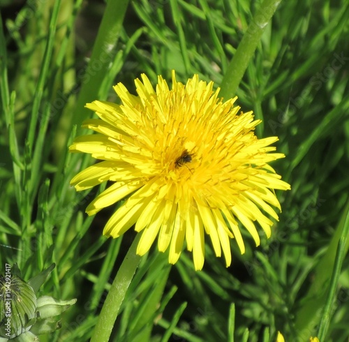 黄色い花と小さなハチ