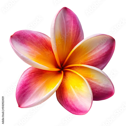 Pink and Yellow Plumeria Flower Blossom Isolated on Black Background A I G E N E R A T E D isolated on a transparent background