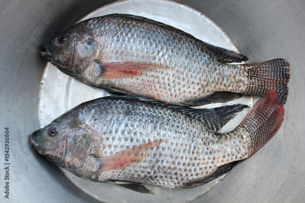 Fototapeta premium Fresh Tilapia Fish in Stainless Steel Basin. Two freshly caught tilapia fish placed side by side in a clean stainless steel basin, ready for preparation or cooking.