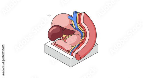 Anatomical diagram of human liver and gallbladder for medical study and education vector illustration isometric