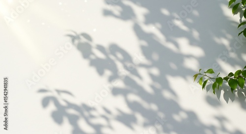 白い壁に映る木漏れ日 繊細な葉影 穏やかな光 