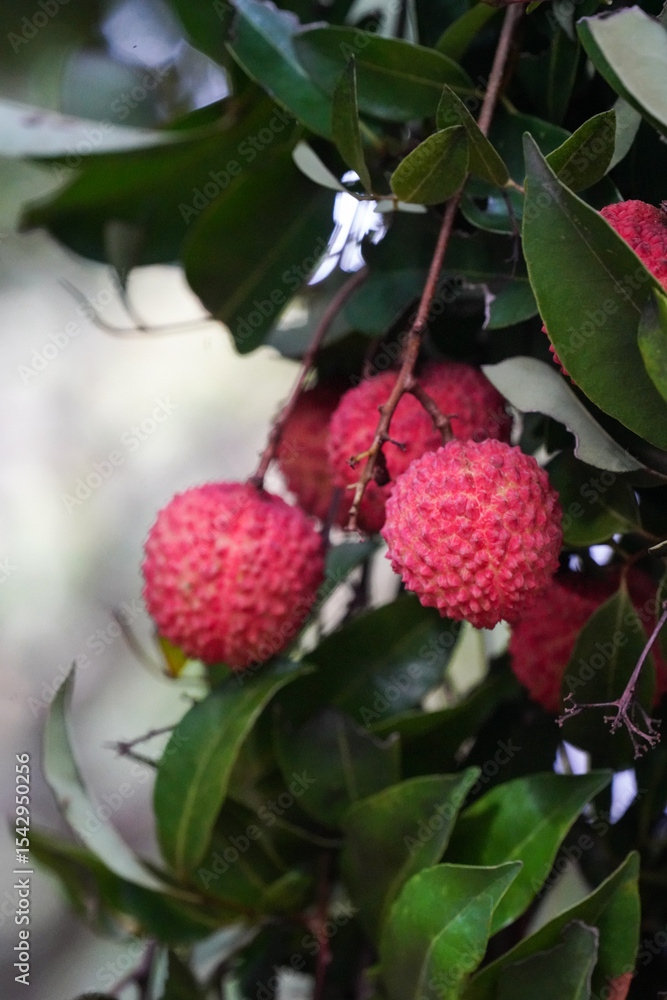 Obraz premium Freshly picked ripe lychees, ready for sale at the market. Vibrant colors and juicy sweetness of this tropical delight, straight from the orchard to your table. Lychee, Litchi, Lichee, fruit