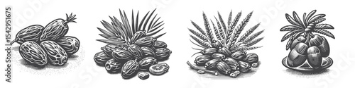 Vintage Hand-Drawn Date and Wheat Collection Illustration, Middle Eastern Harvest Engraved Style Vector for T-Shirts and Natural Culinary Themes Design
