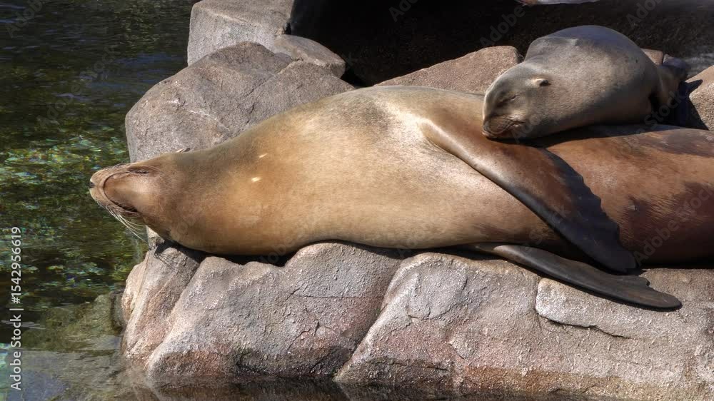 California Sea Lion California Sea Lion