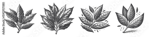 Vintage Hand-Drawn Seasoning Leaf and Herb Leaf Collection Illustration, Culinary Ingredient Engraved Style Vector for T-Shirts and Organic Food Themes Design