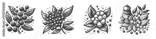 Vintage Hand-Drawn Cherry and Berry Illustration, Botanical Fruit Engraved Style Vector for T-Shirts and Organic Market Themes Design