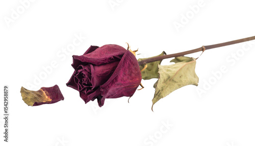 A close-up of a dried, dark red rose with withered petals and a detached petal lying nearby.