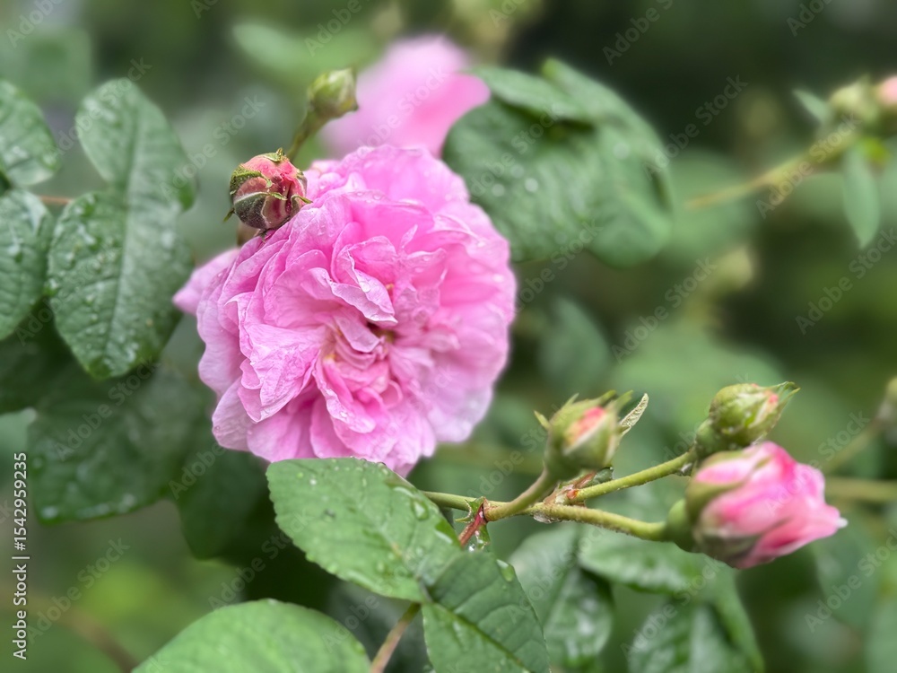 Obraz premium Beautiful rose bush with pink roses flowers