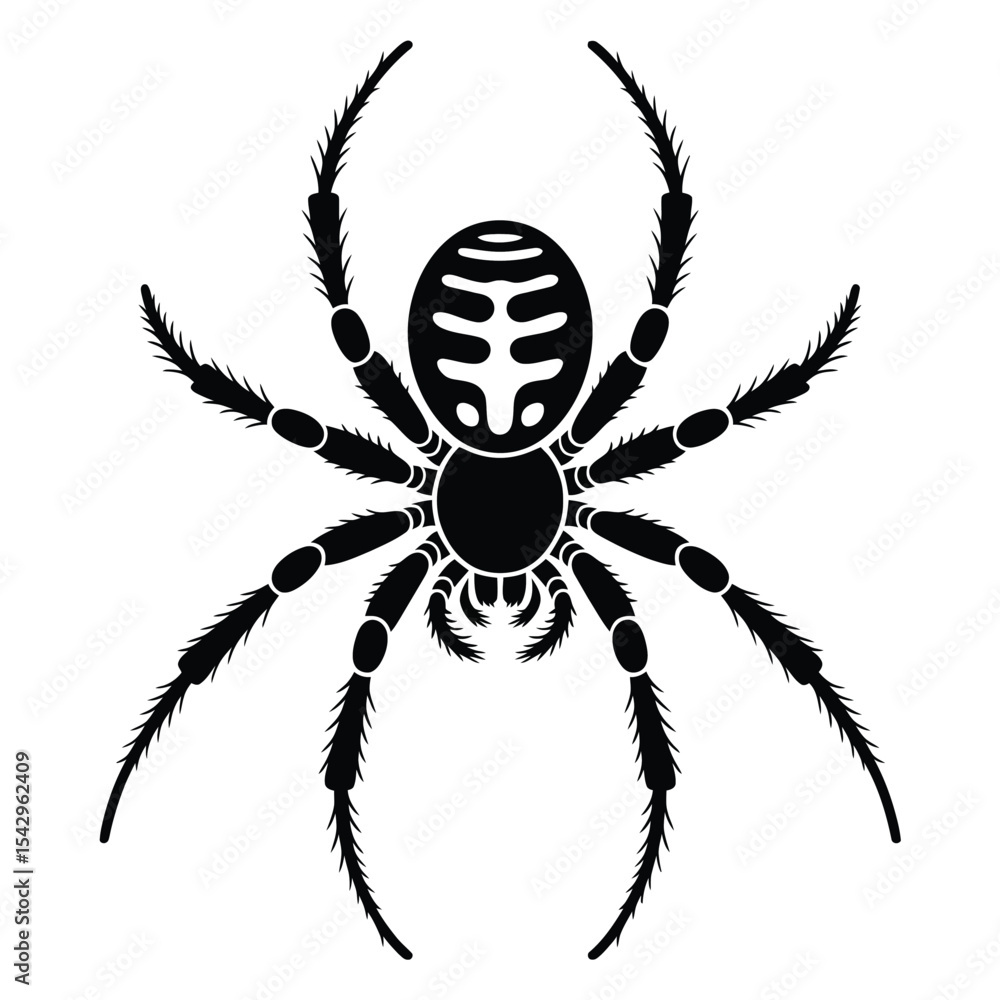Obraz premium Black And White Spider Graphic Top Down View Eight Legs White Abdomen Markings arachnid insect