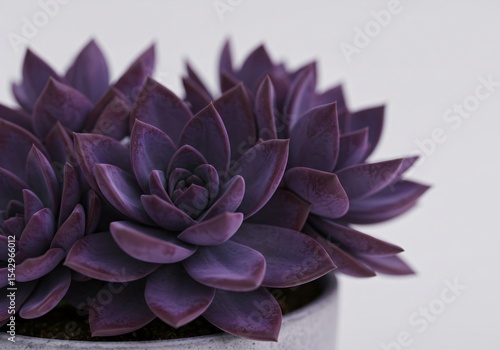 Wallpaper Mural Purple succulent plant flower with fleshy leaves on light background. Colorful desert cactus for natural decor. Torontodigital.ca