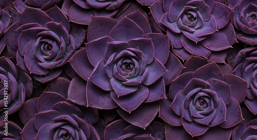 Wallpaper Mural Close up view of purple succulent plants arranged in a lush, dense pattern. Natural botanical background with vibrant desert flora. Torontodigital.ca