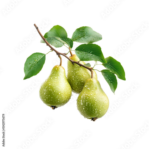 Juicy Pears on Branch: A refreshing display of ripe, juicy pears still connected to their tree branch, adorned with verdant leaves and glistening water droplets.