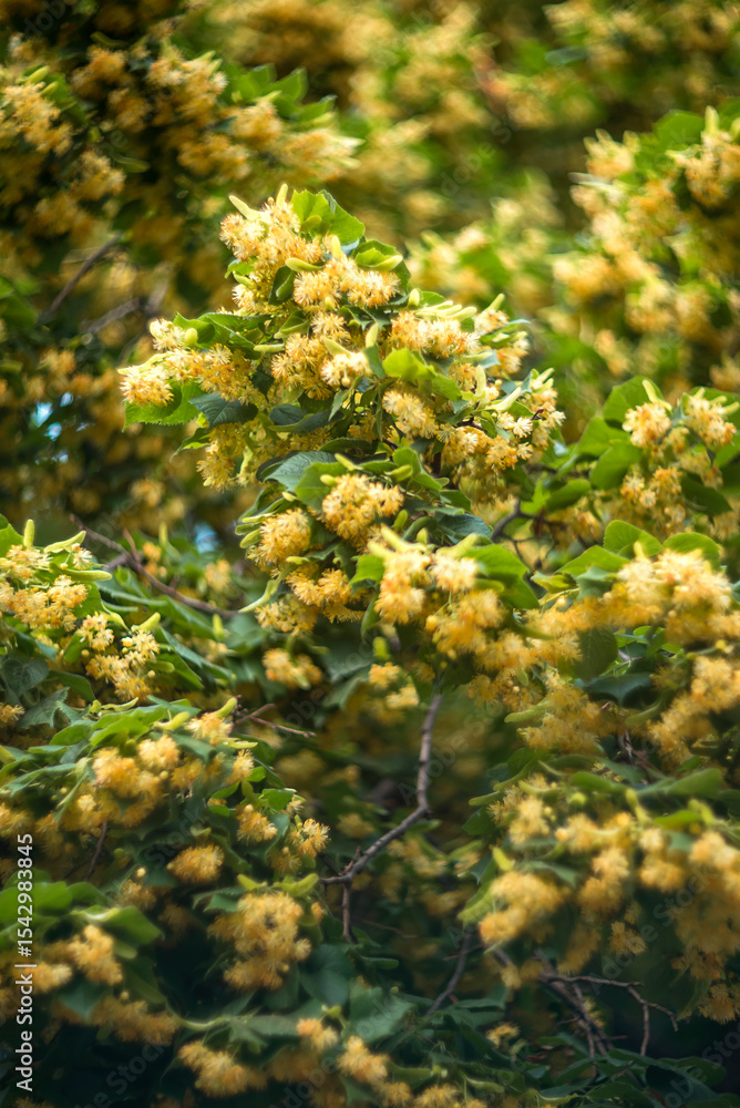 Obraz premium Blossoming linden tree in the park