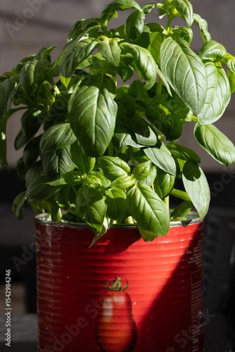 Every family in the south of Italy has got a basil in a pot. We need it for our special mediterranean diet