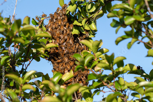 A bee cluster appears in a tree