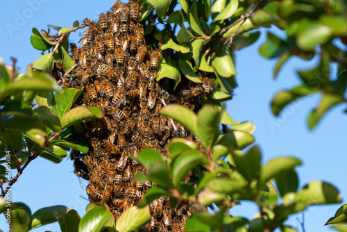 A bee cluster appears in a tree