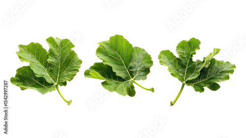 Three Fresh Green Fig Leaves Isolated on Transparent Background for Botanical or Decorative Use