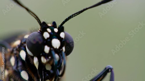 Close-up of insect head