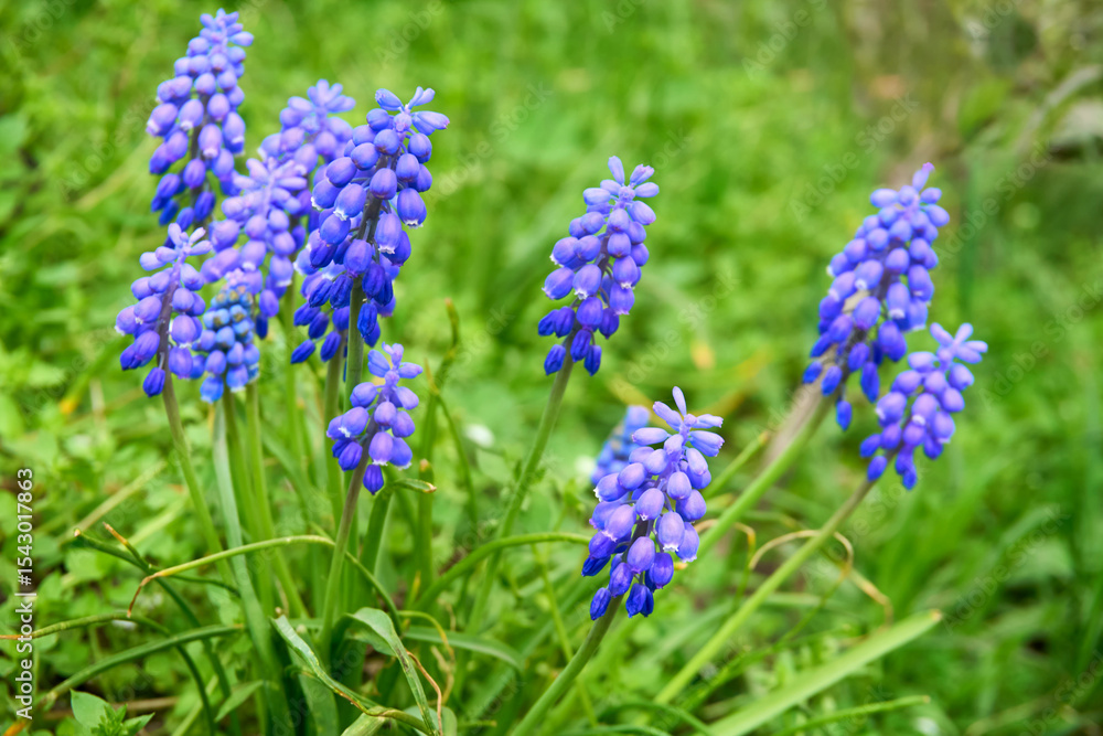 Blue Viper's onion flowers Muscari neglectum on a green lawn Blue Viper's onion flowers Muscari neglectum on a green lawn