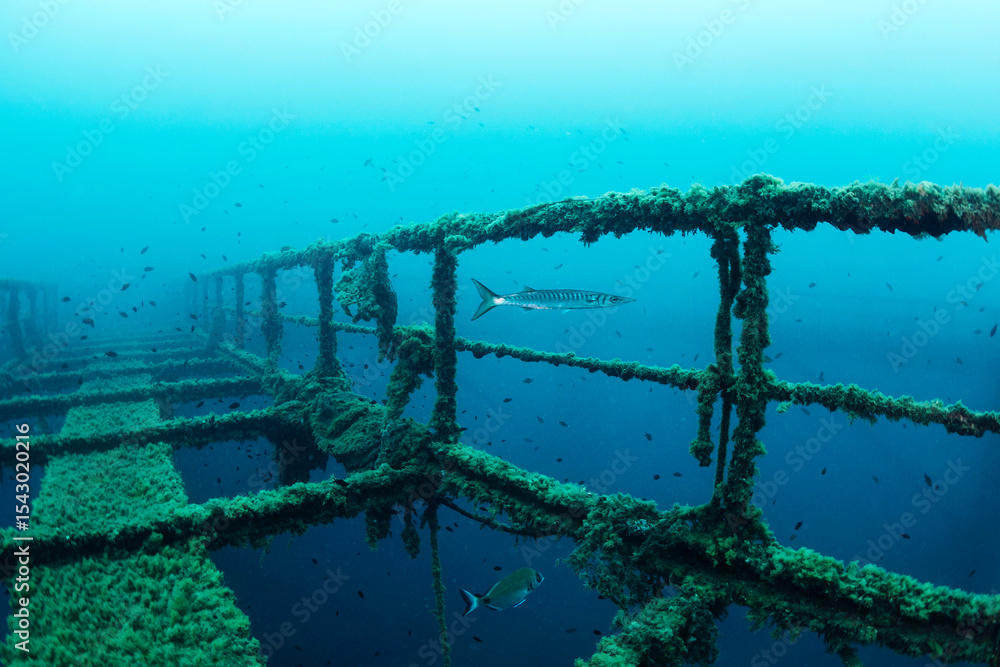 Naklejka premium barracuda fish next to the wreck of a structure submerged in the sea colonized by marine life, concept of scuba diving and underwater wildlife, copy space for text