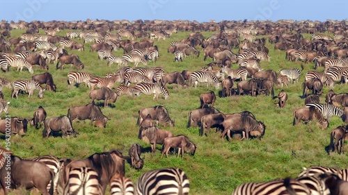 Herds of Gnus and Zebras Grazing Together on the Tanzanian Savannah Grasslands