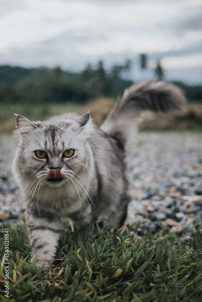 Obraz premium cat on the ground