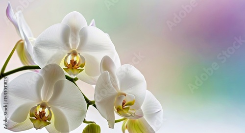 Exquisite White Orchid Flowers Delicate Petals Serene Floral