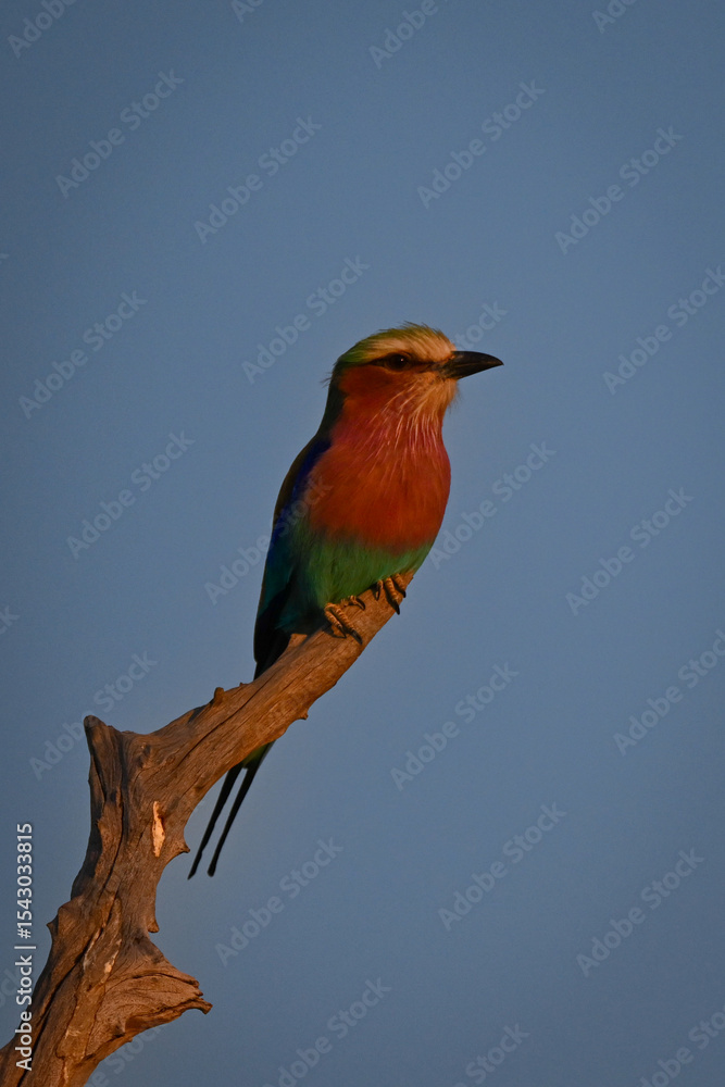 Obraz premium Lilac-breasted roller on stump in rosy light