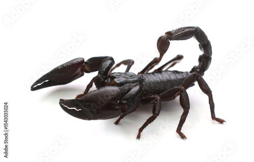 Obraz na płótnie Emporer Scorpion (Pandinus imperator)