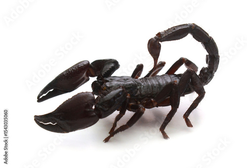 Obraz na płótnie Emporer Scorpion (Pandinus imperator)