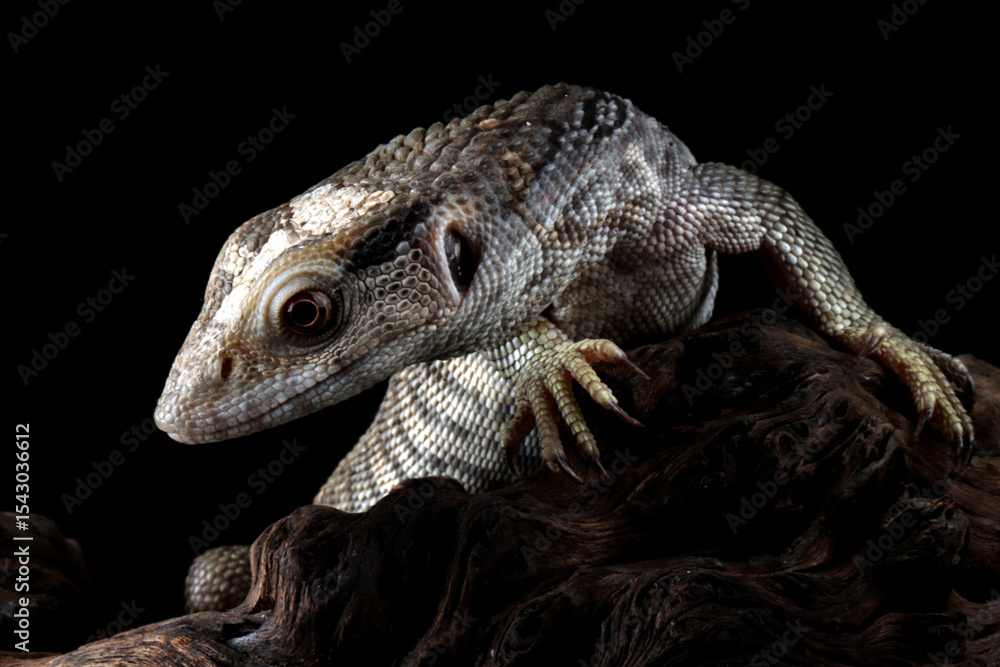 Naklejka premium Savannah monitor (Varanus exanthematicus) closeup on isolated background, Savannah monitor closeup on wood
