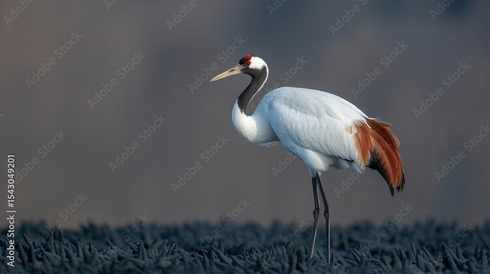 Obraz premium Red-crowned Crane standing on textured dark surface with white plumage and vibrant red-orange feathers