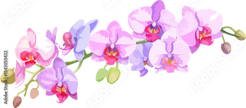 White background with light pink orchid flowers