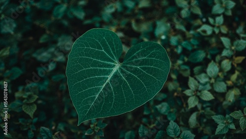 Heart shaped leaf of vine plant surrounded by greenery