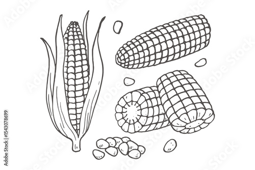 Corn cobs and kernels hand drawn sketch vector illustration