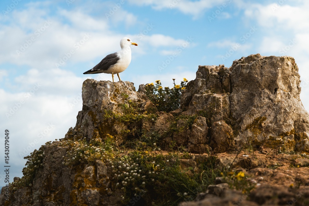 Seagull on Rocky Cliff Seagull on Rocky Cliff