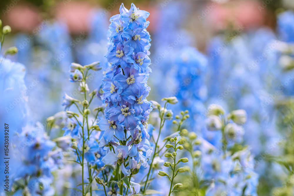 Delphinium elatum is a species of flowering plant in the buttercup family Ranunculaceae, known by the common names alpine delphinium, bee larkspur, or candle larkspur. Delphinium elatum is a species of flowering plant in the buttercup family Ranunculaceae, known by the common names alpine delphinium, bee larkspur, or candle larkspur.
