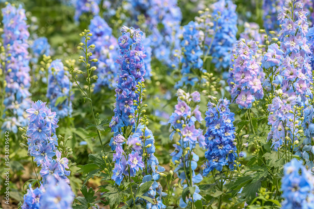 Obraz premium Delphinium elatum is a species of flowering plant in the buttercup family Ranunculaceae, known by the common names alpine delphinium, bee larkspur, or candle larkspur.