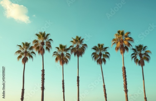 Row of tall palm trees against clear blue sky. Tropical vacation paradise, sunny day. Perfect scenic coastal background for travel tourism advertising campaign.