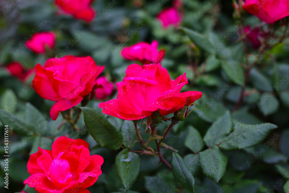 A beautiful rose bush in a public park in Japan A beautiful rose bush in a public park in Japan