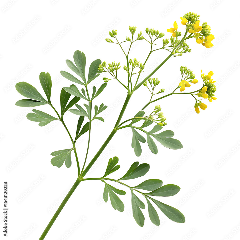 Naklejka premium Rue Plant with Green Leaves and Small Yellow Flowers Isolated on Black Background isolated on a transparent background