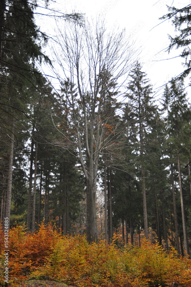Fototapeta premium Looking up into a canopy of autumn leaves, the golden-yellow foliage of a deciduous tree stands in contrast to the dark silhouettes of surrounding conifers. The overcast sky adds a moody, atmospheric 