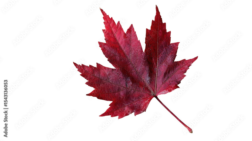 Single red maple leaf isolated on transparent background Single red maple leaf isolated on transparent background